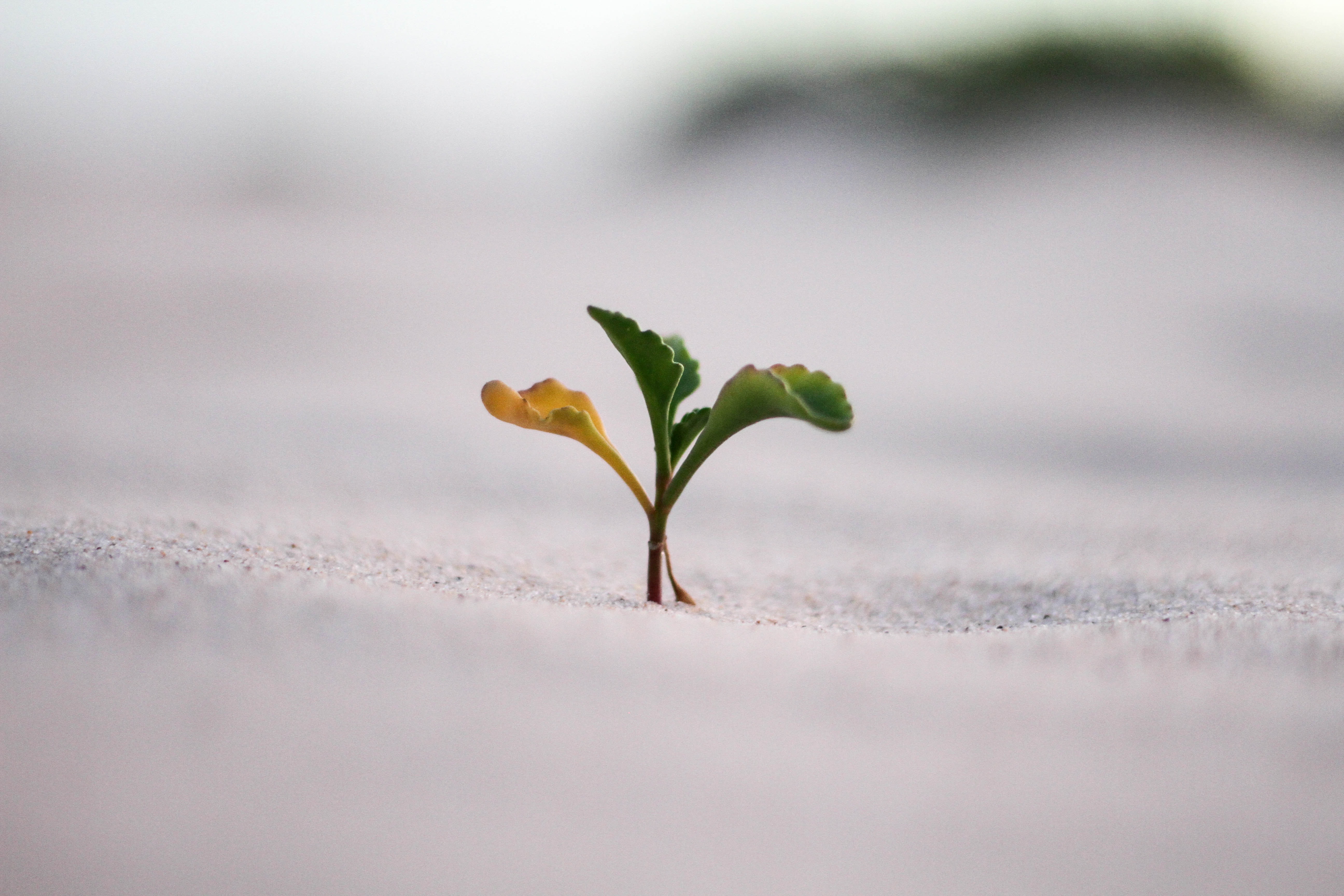 small plant sprouting strong