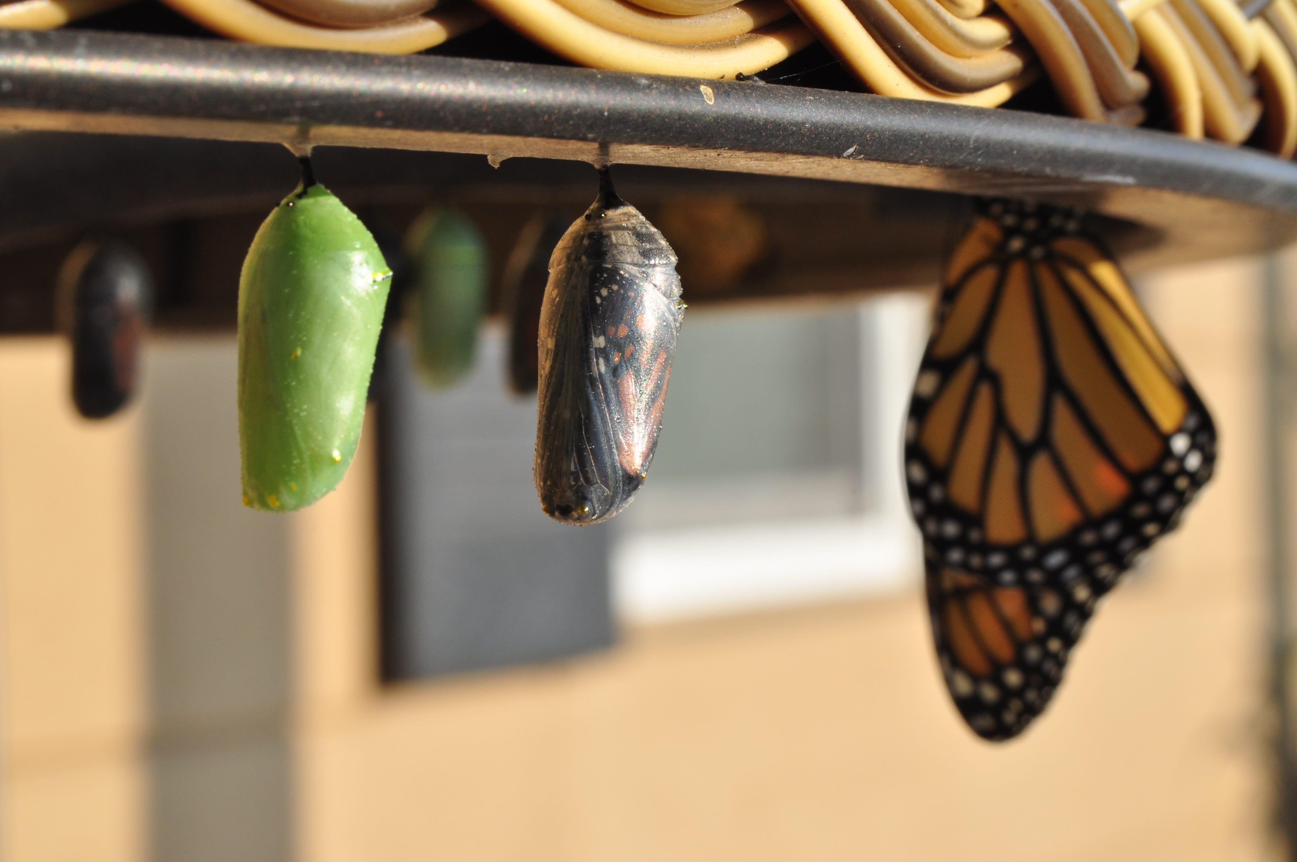 caterpillar to butterfly showing changes