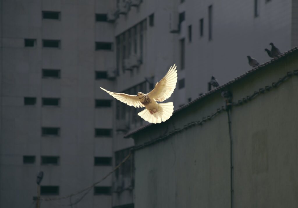 dove flying make peace with food intuitive eating