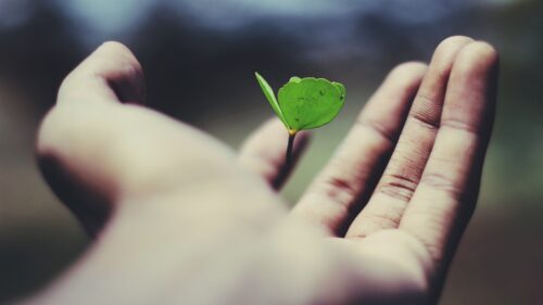 leaf in hand self care