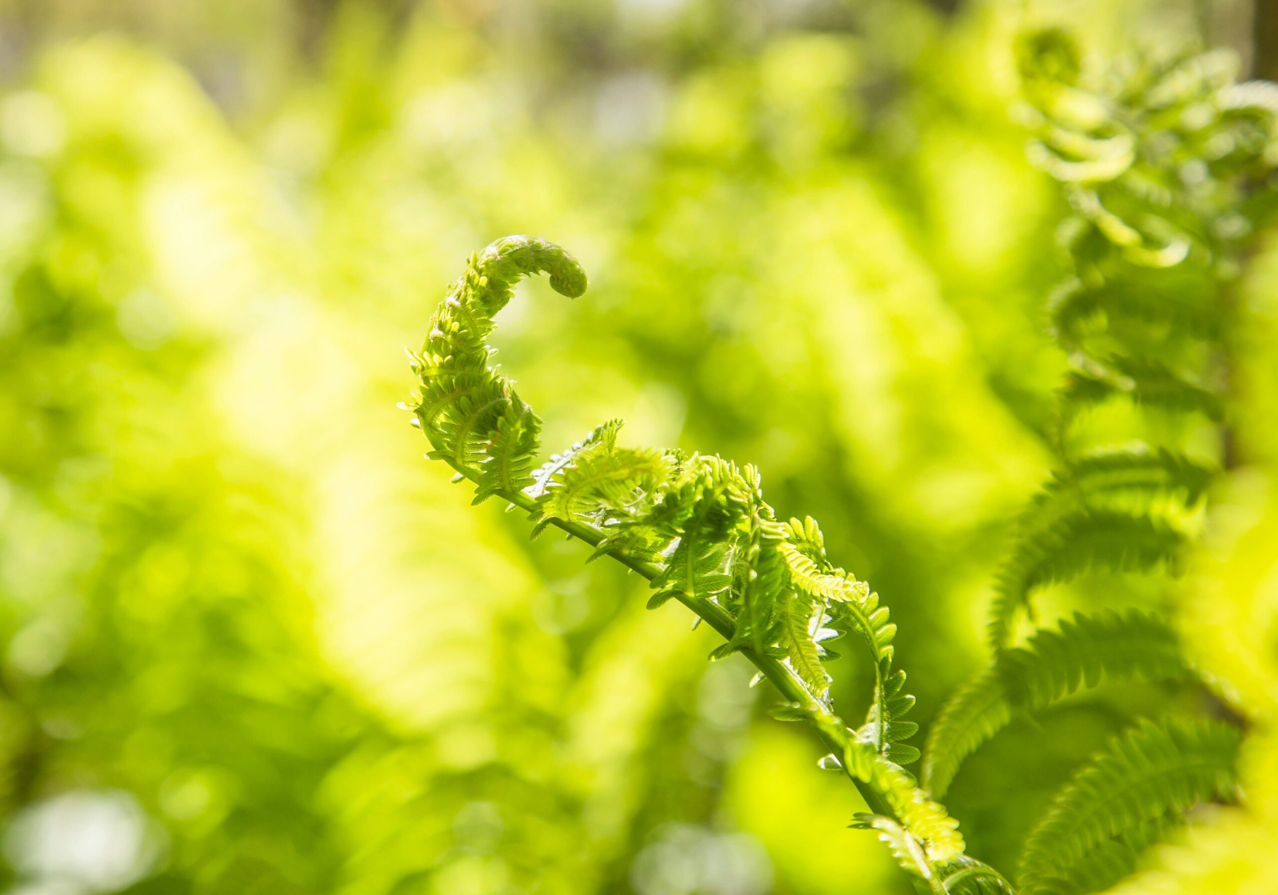 unfurling fern midlife and konenki rebirth menopause emma thorne lees coach