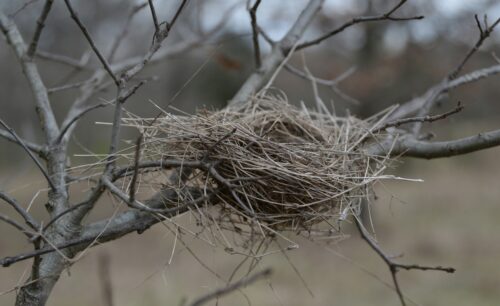 empty nest midlife mum women kids leaving home