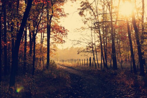 autumn of life road and trees with glowing autumnal sun