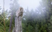 owl being vigilant like a hypervigilant worry overthinking midlife woman or expat