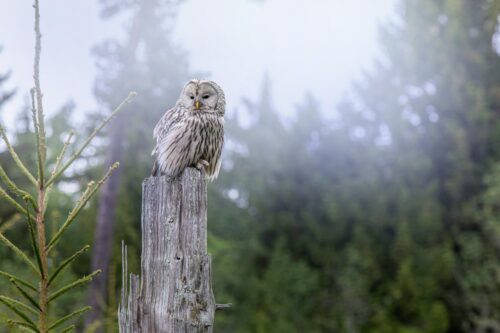 owl being vigilant like a hypervigilant worry overthinking midlife woman or expat