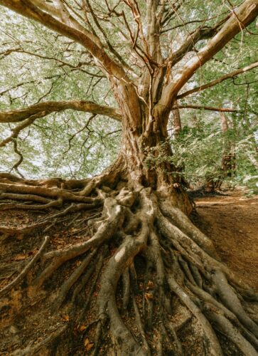 Tree with deep roots getting to the root of the issue or problem