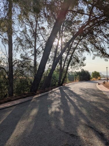 pine trees and shadows with sunshine moments of joy in midlife