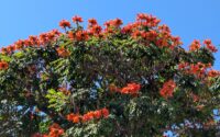 Tree with blazing orange flowers against a blue sky moments of joy in midlife