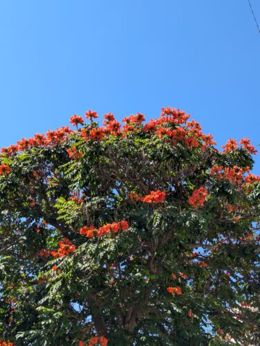 Tree with blazing orange flowers against a blue sky moments of joy in midlife